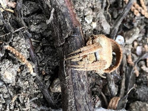 Réf. 213 870 : Neoscona subfusca